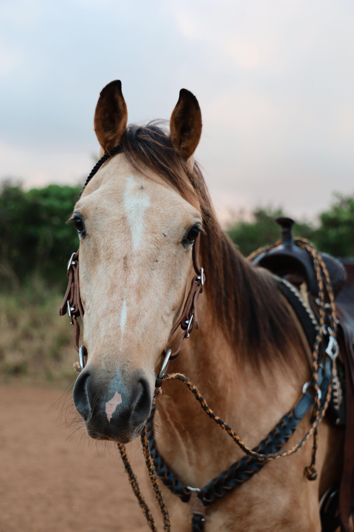 The Cowboy Crown Headstall