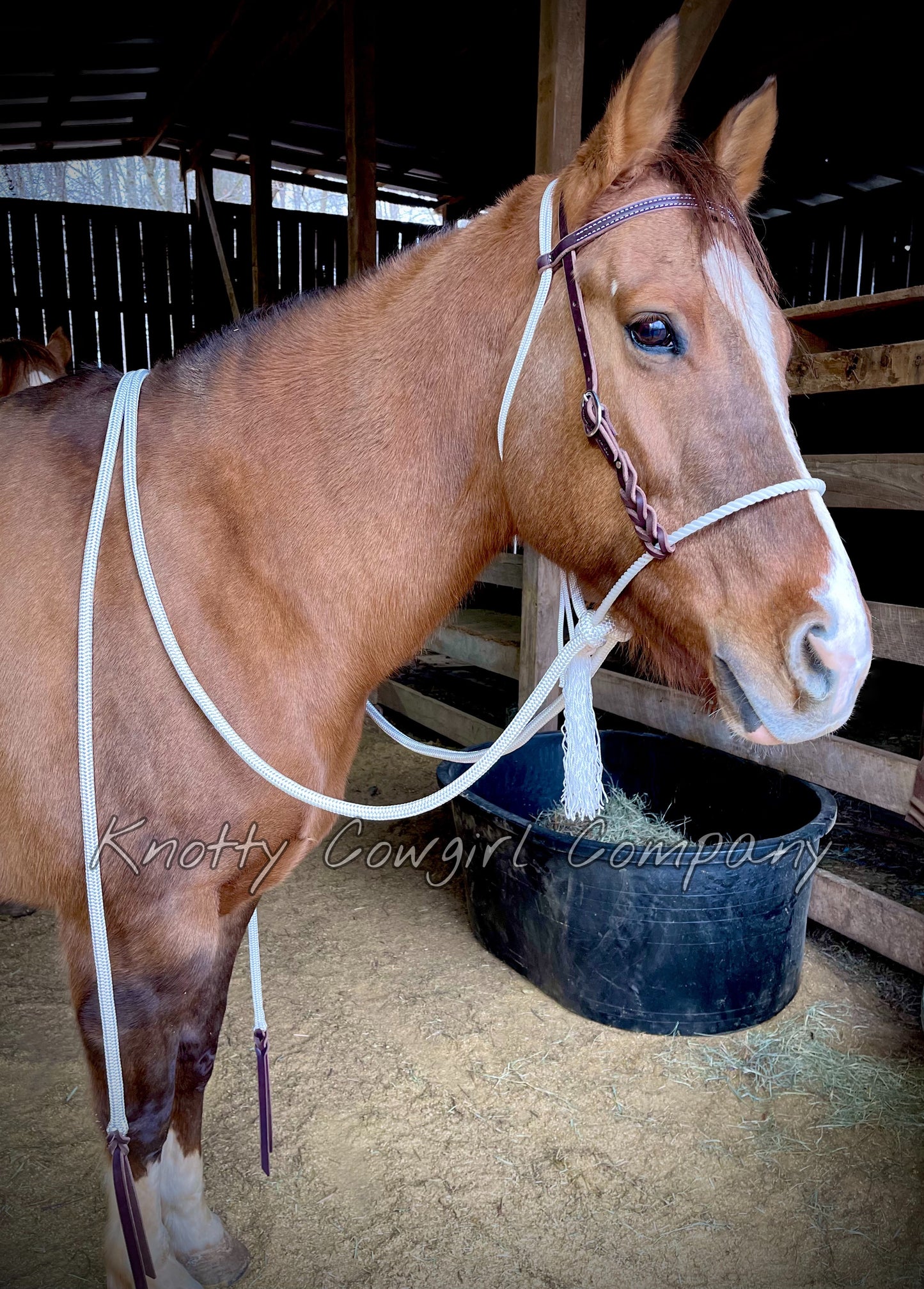 Loping Hackamore