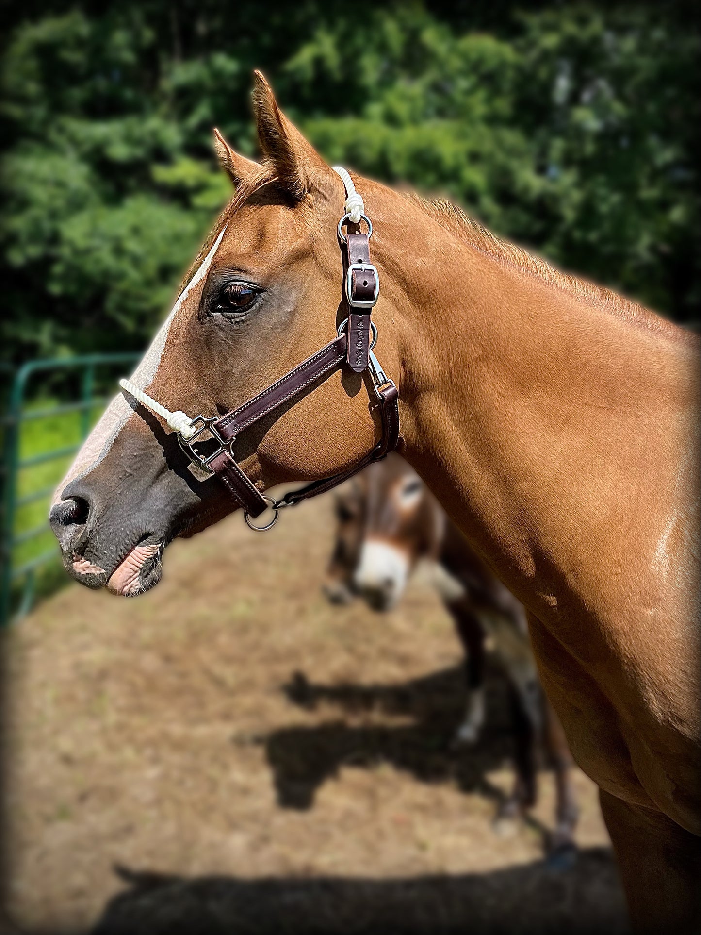 No More Knotty Halter