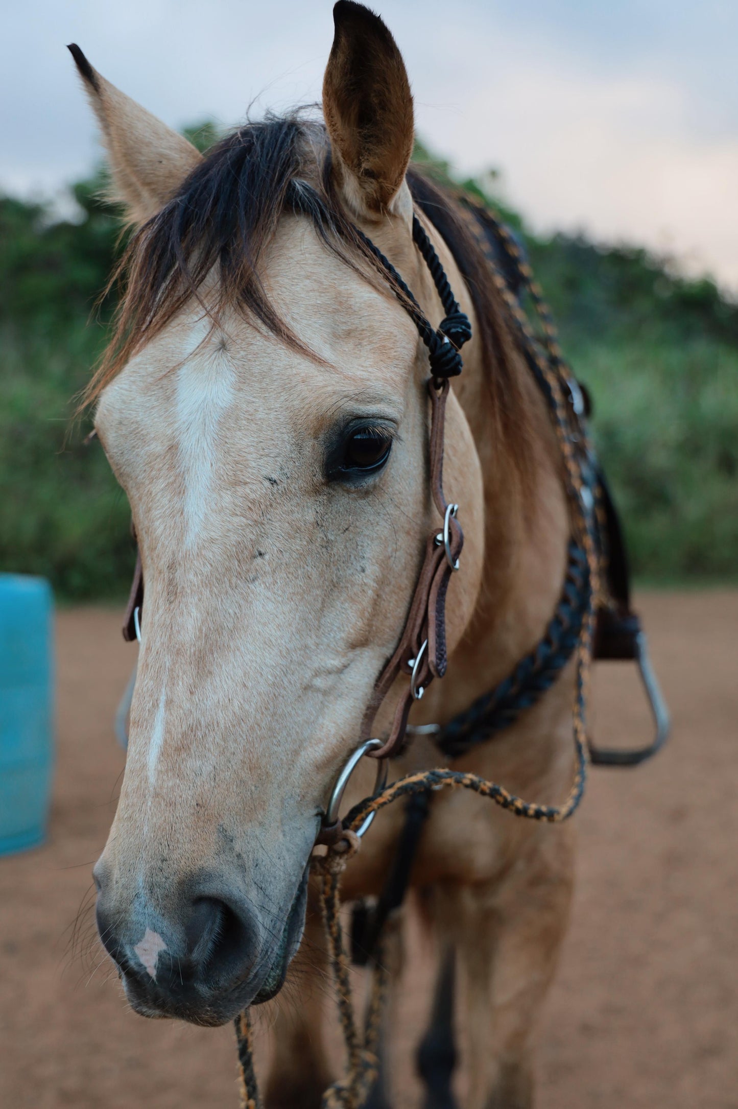 The Cowboy Crown Headstall