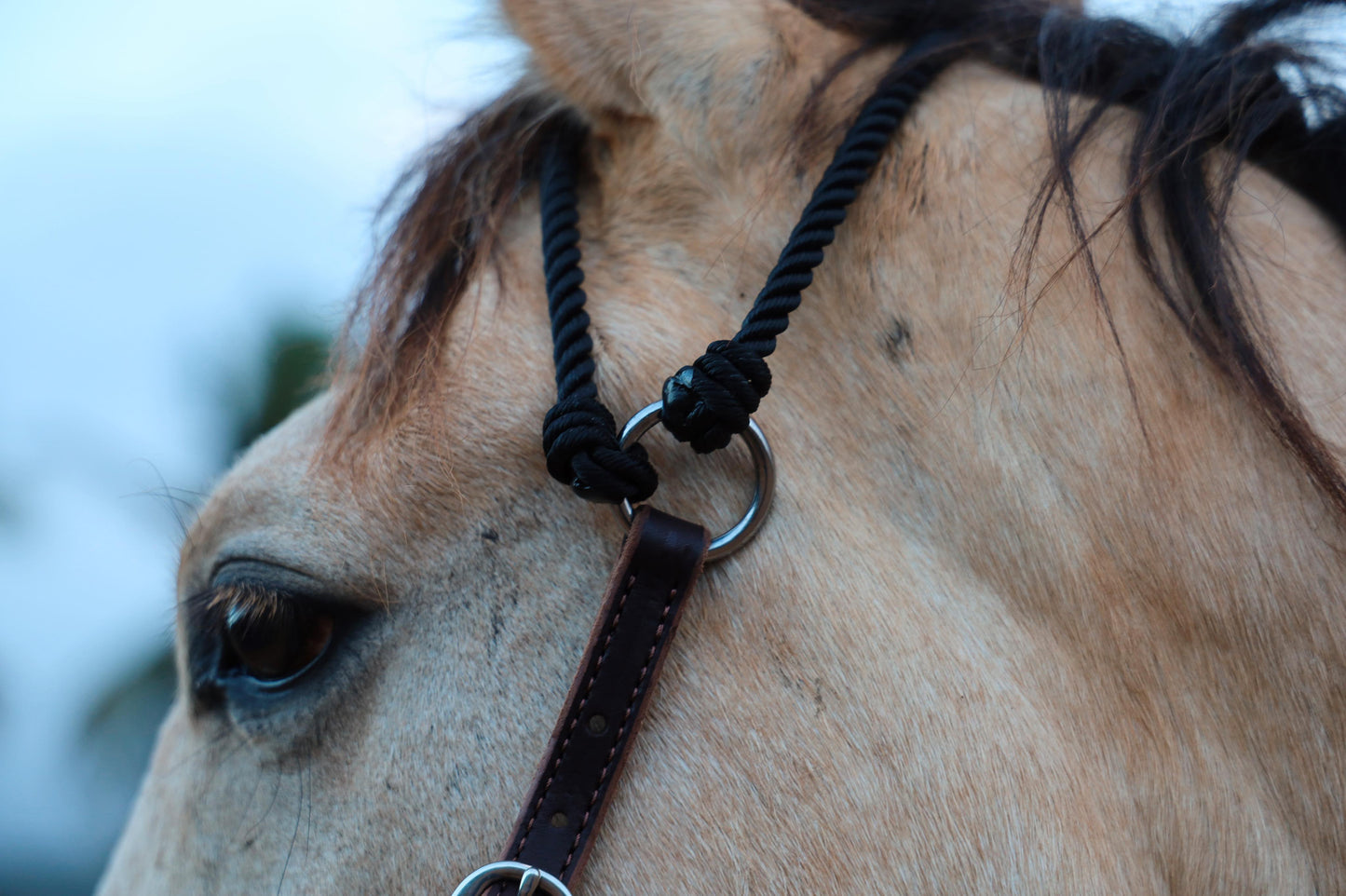 The Cowboy Crown Headstall