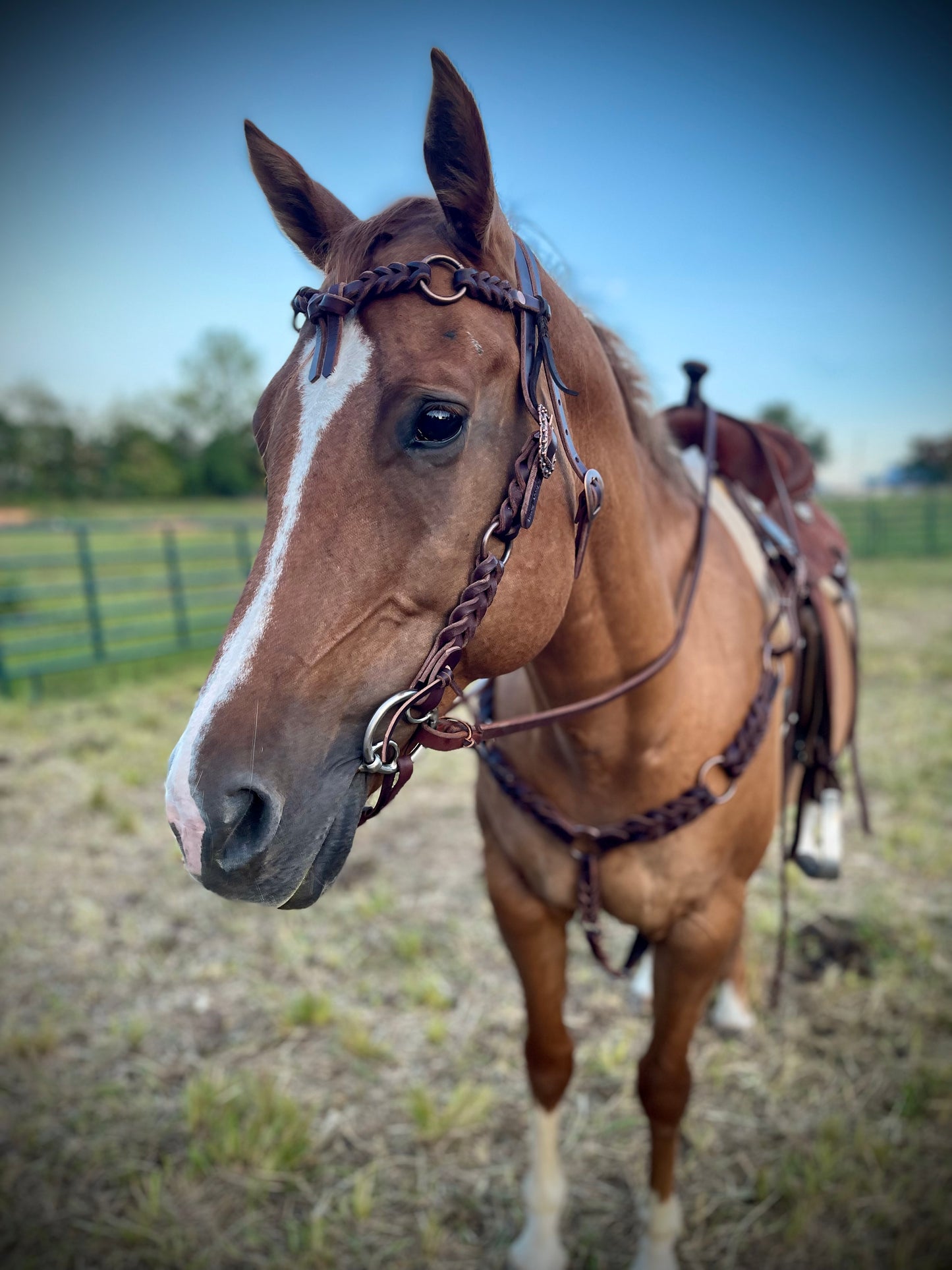 Rings & Knots Breast Collar