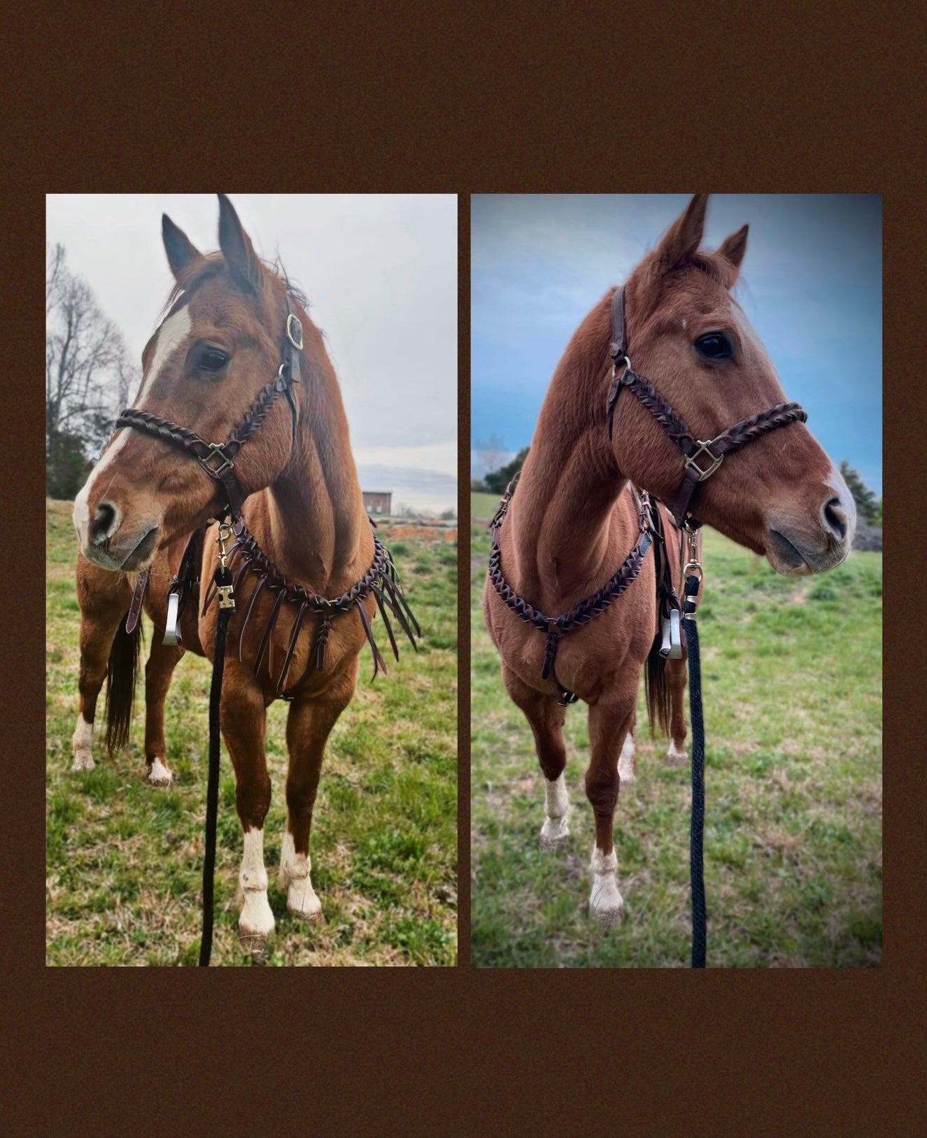 “The Bold” Blood Knot Breast Collar