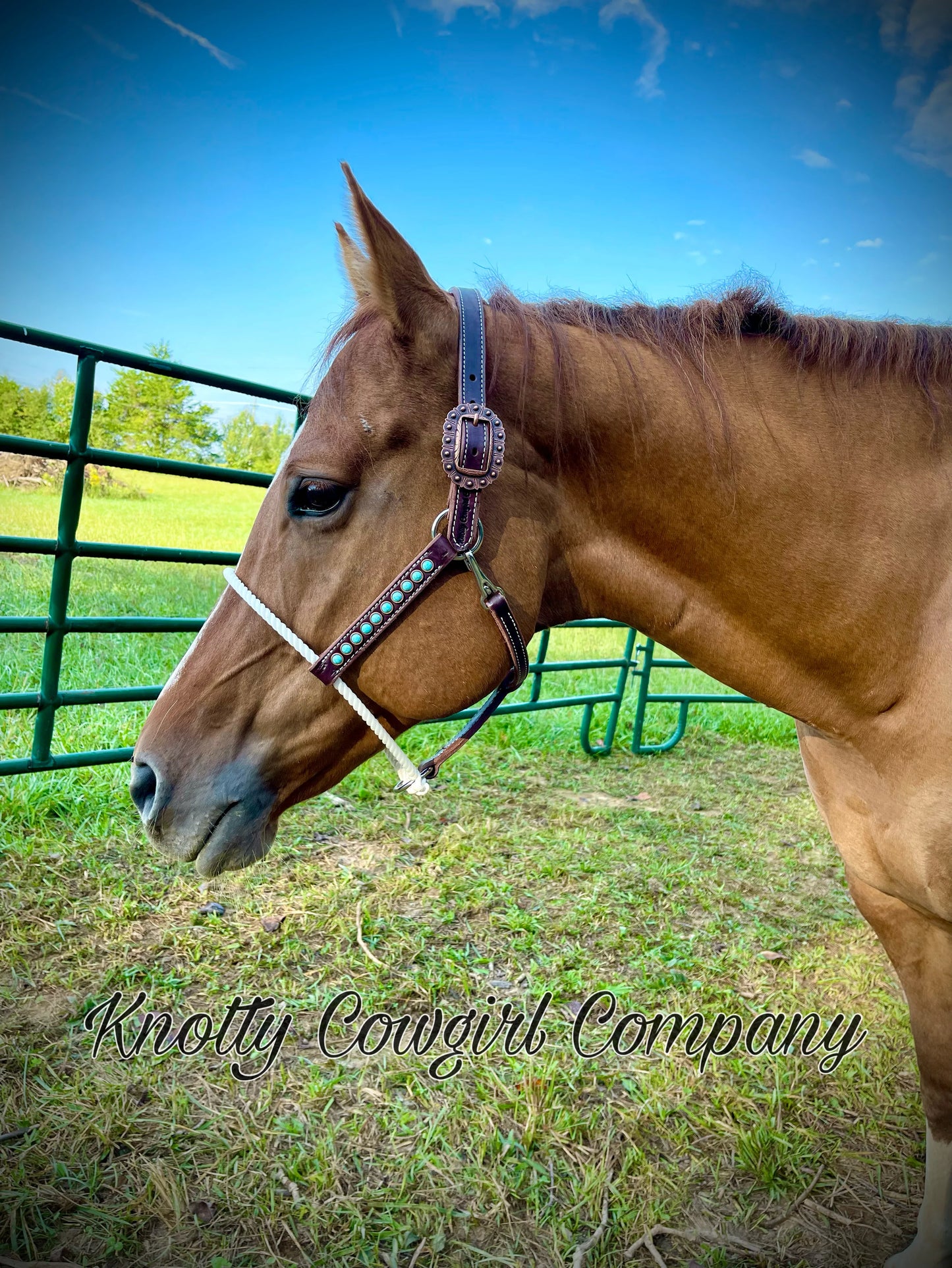 Lariat Halter